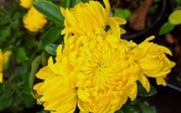 2024年4月5日清明节这天领证涵义好不好