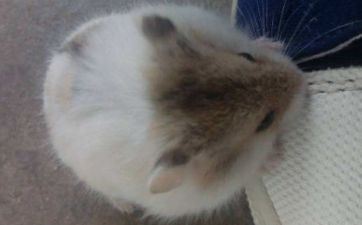 属鼠人2023年婚姻怎么 属鼠的2023年成婚的好日子