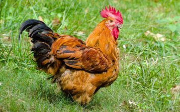 属猴人和属鸡人2023年领证成婚好不好 属猴的和属鸡的两个人成婚可以吗?