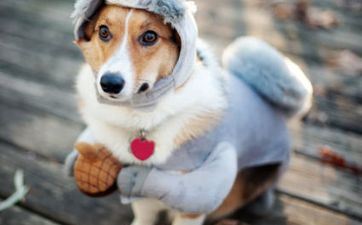 属相狗2024年6月的黄道吉日有7天