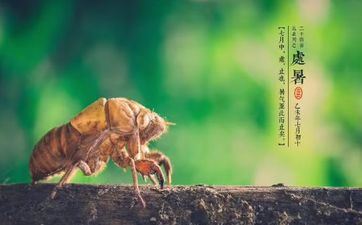 2023年8月23日处暑成婚好不好 八月23号合适成婚吗