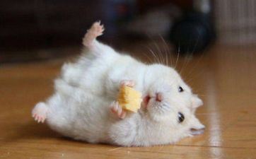 2023年属鼠开工黄道好日子查询「属鼠人最佳开工好日子」