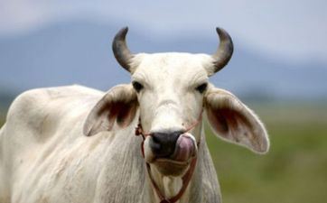 属牛人2024年6月怎么提高财气 有备无患脚踏实地