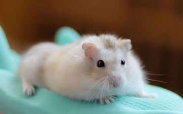 2024年6月属鼠人最佳入宅好日子 最吉利的搬家日子