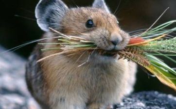 良辰好日子 2024年阴历十月属鼠人成婚好日子一览表? 良辰好日子 2024年阴历十月属鼠人成婚好日子一览表?