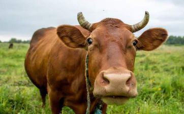 2023年属牛几月份搬迁新居好呢(2023年属牛人搬迁好日子) 2023年属牛几月份搬迁新居好呢(2023年属牛人搬迁好日子)