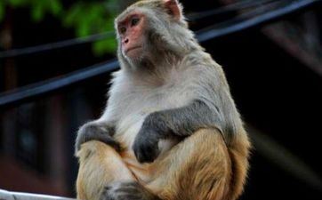 2024年属猴的1月领证好日子 琴瑟和鸣的好日子