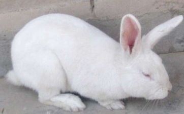 2023年阴历十月哪天合适属兔人搬迁入宅