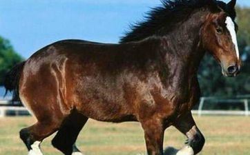 属相马2023年9月哪几天宜订亲 2023年9月哪天合适提亲