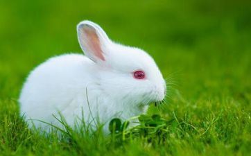 属相兔2024年6月最旺的入宅好日子 宜入新居好日子