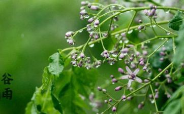 2024年谷雨节气降雨量多吗
