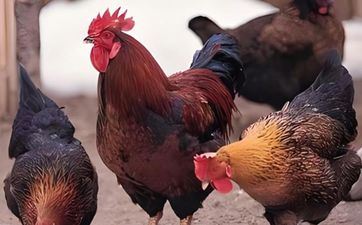 2024年3月属鸡人成婚好日子一览表 上等嫁娶日子