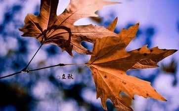 早立秋仍是晚立秋本年2024