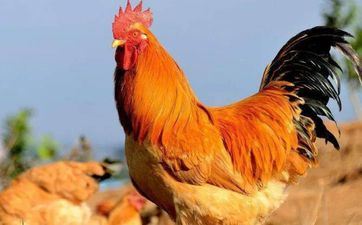 2023年属鸡最吉祥的开业日子