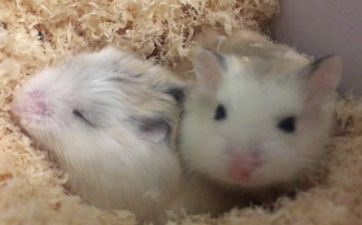 免费择吉：属相属鼠人搬迁好日子2023年10月最佳时刻