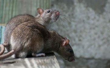 2023年属鼠几月份能够领证 96年属鼠2024年成婚好不好 2023年属鼠几月份能够领证 96年属鼠2024年成婚好不好