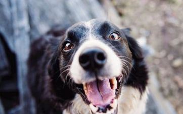 2024年3月属狗人宜入宅好日子 最吉祥的搬家好日子