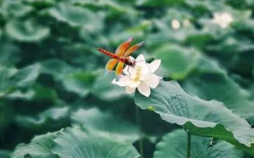 2023年雨水是几月几号 2023年什么时候雨水