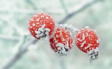 2023年霜降节气能够办喜事吗 孕妈妈白叟需谨慎