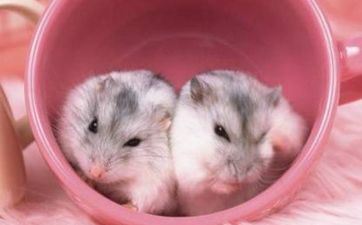 黄历择吉 2023年11月属鼠哪天是搬迁好日子