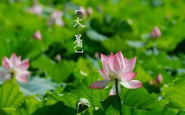 2023年大暑节气祝愿语67句