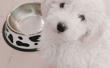 入宅择吉 2023年属狗9月适宜入住新房的日子