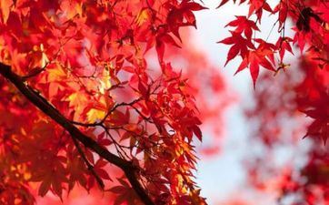 2023年阴历九月十三寒露成婚可以吗 今日是不是嫁娶日子