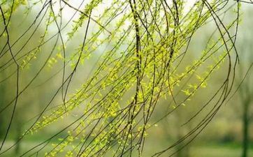 清明节过生日好不好？这一天出世的会不会命硬