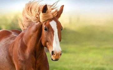 属马成婚好日子查询 2023年正月哪天嫁娶吉祥