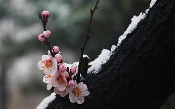 2023年清明是阴历几月几日 2023年清明是阴历闰二月十五