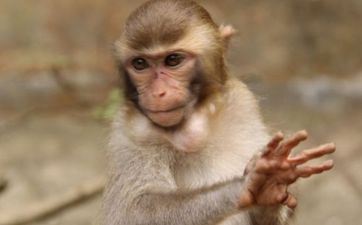 属相属猴2023年12月抢手领证日期 哪天挂号最佳