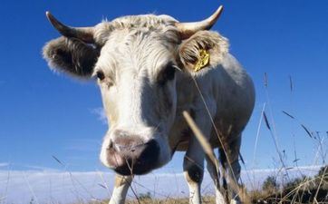 属相属牛人2023年阴历四月开业好日子 属牛人四月开业老黄历查询 属相属牛人2023年阴历四月开业好日子 属牛人四月开业老黄历查询