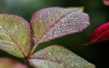 2023年白露是从几月几日几点几分开端的