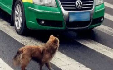 2023年阴历五月属狗人运势运程详解