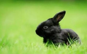 属兔的2023年7月领证好日子 恩爱白头的好日子