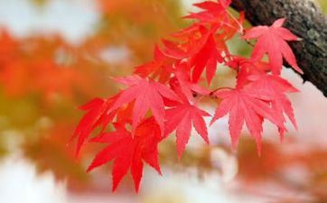 2023年霜降节气宜忌查询 这天日子好不好