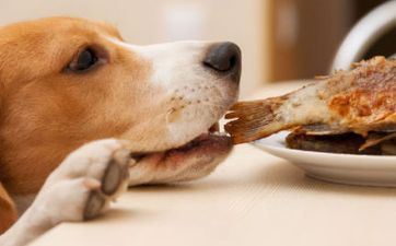 2023年属狗人正月搬迁黄道吉日 哪天能够搬新家