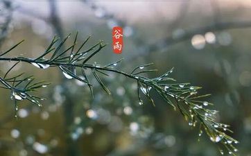 2023年谷雨是哪天何时几分