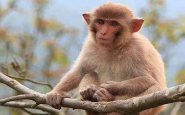 2004年闰二月出世的猴命好不好 属猴人命运怎样样 2004年闰二月出世的猴命好不好 属猴人命运怎样样