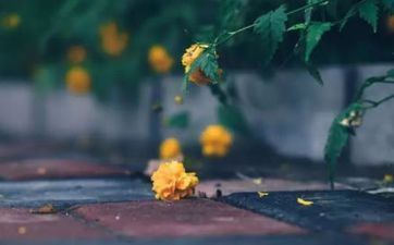 白露节气气温多少度 2023年白露后穿多厚衣物