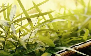 2023年小满是哪天五月小满看麦梢黄