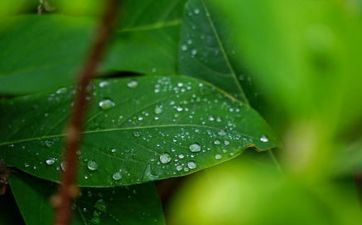 2023年谷雨是星期几 节气风俗有哪些 2023年谷雨是星期几 节气风俗有哪些