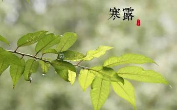 2023年10月8日寒露成婚好不好 2023年10月8日寒露合适成婚吗