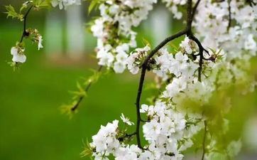 2023年清明节属什么 冲什么属相