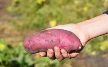 2023年夏至日出时刻和日落时刻别离是多少 夏至的日照时长改变