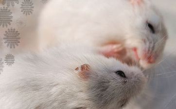 提车择吉 2023年属鼠人正月提车黄道吉日