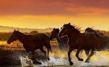 属相属马2023年9月进新房日子 新居入宅好日子