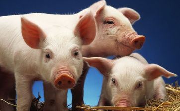 2023年阴历八月属猪人搬迁黄道吉日 本月哪天适宜搬迁