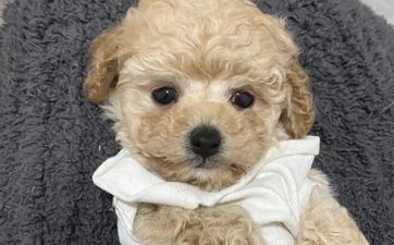 搬迁老黄历 属相狗2023年11月最佳搬迁日期