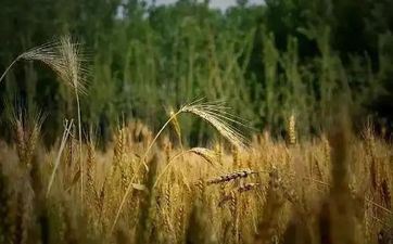 2023年什么时候芒种节气